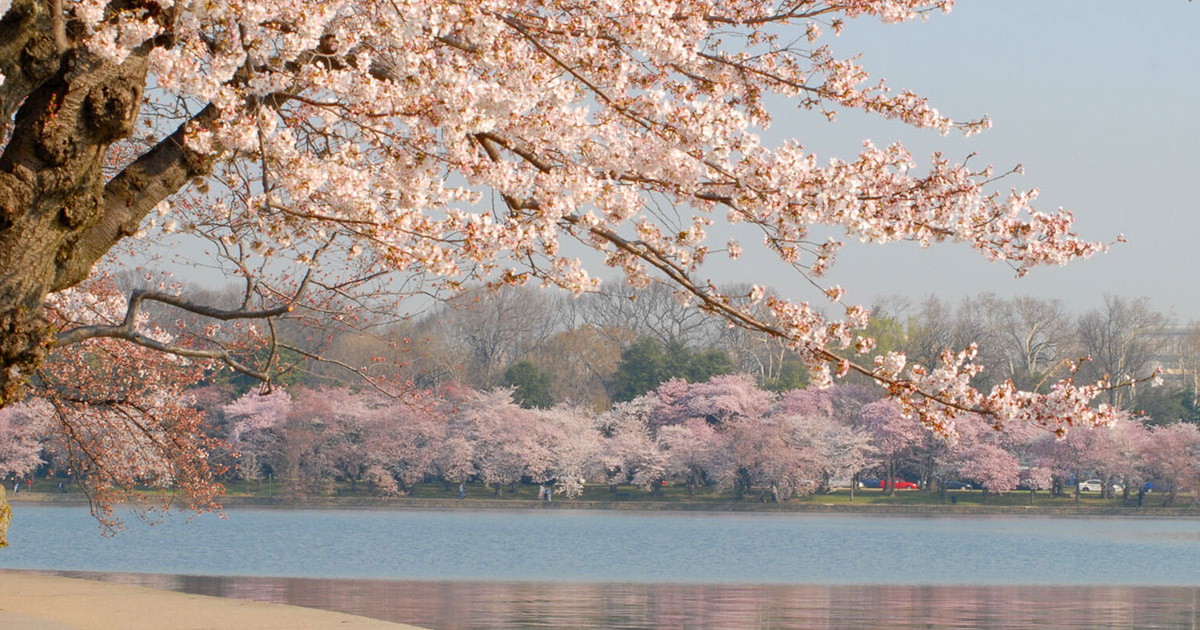 History Of Cherry Blossom Trees In Washington DC