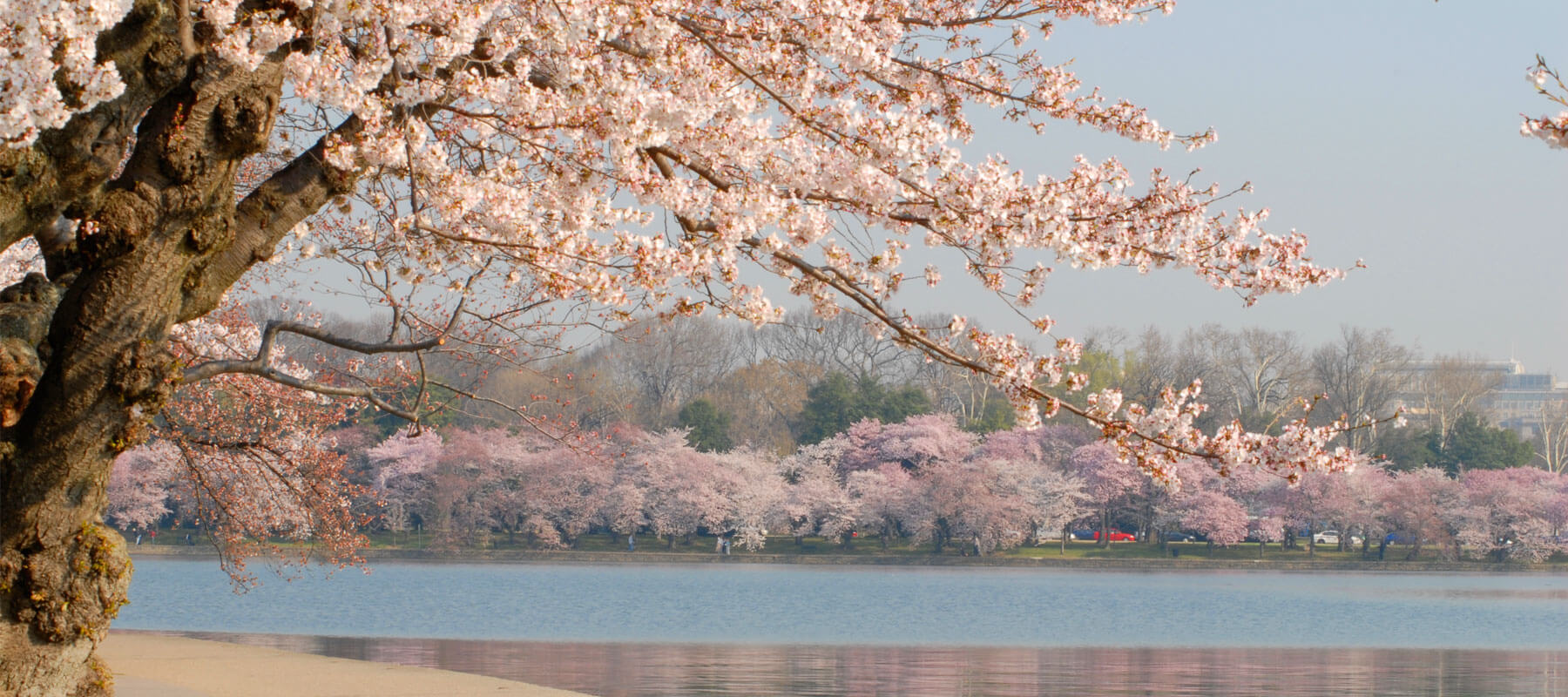 History of the National Cherry Blossom Festival in Washington
